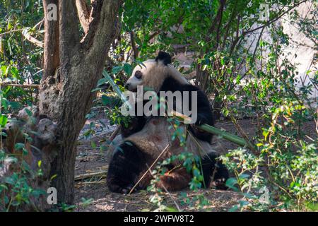 Panda géant à Chengdu en Chine Banque D'Images