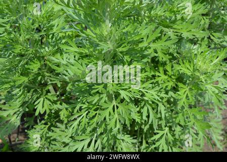 Plantes de steppe de l'Ukraine, un grand buisson vert d'armoise (plante) Artemisia, armoise, mélange d'armoise dans le voisinage de la maison. Banque D'Images