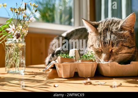 Mignon chat tabby dormant près de microgreens poussant dans des coquilles d'œufs dans une boîte à œufs en papier. Cresson dans le mini potager à la maison. Vie éco-sostenible. Banque D'Images