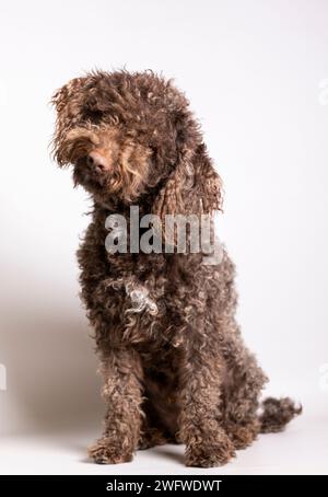 Un mignon caniche brun assis sur le sol, regardant loin de la caméra Banque D'Images