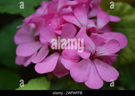 Nature, fleurs d'intérieur florissantes belles et agréables. Cramoisi brillant, géranium rose, cranesbillsf s'abaisse. Banque D'Images