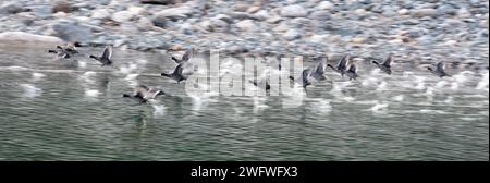 Coots décollant du lac Wallowa, Oregon. Banque D'Images