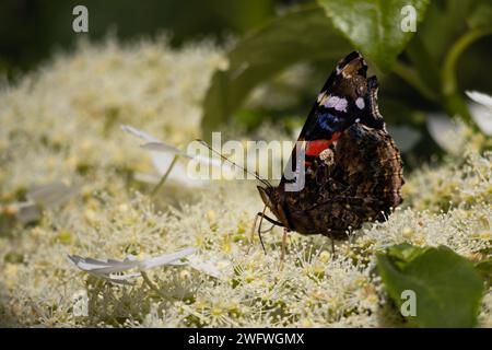 Papillon Atalanta au soleil à la recherche de nourriture entre les fleurs. Une belle Red Admiral Butterfly cherche de la nourriture aux fleurs Banque D'Images