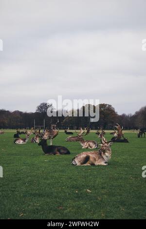 Photo prise au Phoenix Park à Dublin , Irlande , le 20 novembre 2018 Banque D'Images