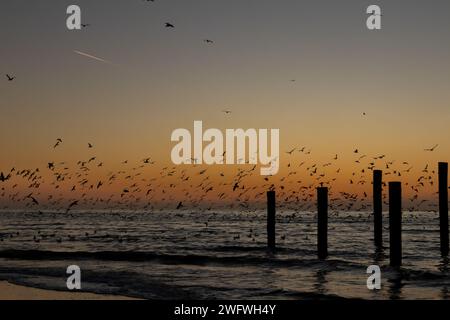 Poteaux monumentaux en bois sur la côte de Petten au coucher du soleil, avec mouettes qui volent. Banque D'Images