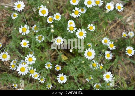 Plantes médicinales, fleurs sauvages d'Ukraine, petite camomille blanche, mayweed, Matricaria poussant non loin de chez nous. Banque D'Images