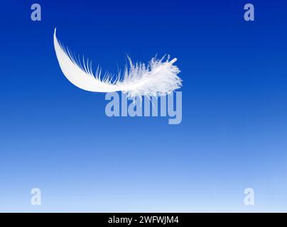 plume blanche claire sur fond bleu Banque D'Images