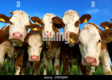les vaches curieuses sont intéressées par le photographe Banque D'Images