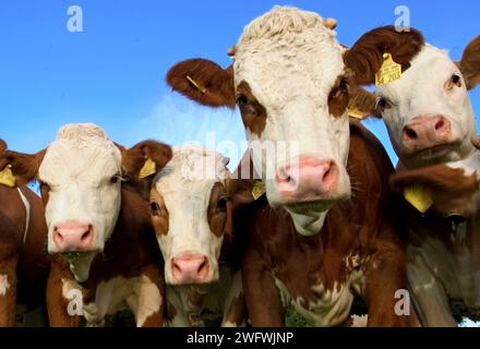 les vaches curieuses sont intéressées par le photographe Banque D'Images