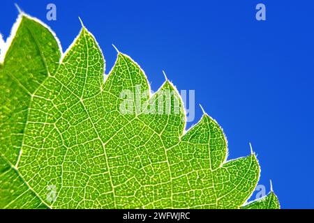 Ortie commune (Urtica dioica), détail de la feuille avec des épines Banque D'Images