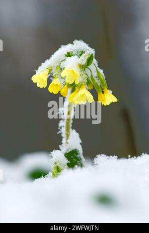 Onagre jaune, coulis (Primula veris) recouvert de neige Banque D'Images