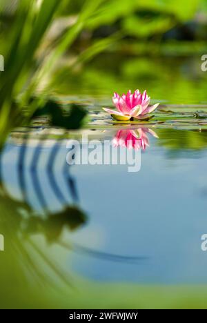 un nénuphar (nymphaea) Banque D'Images