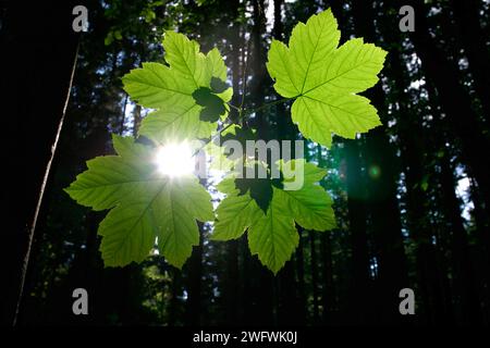 Quatre feuilles vert clair d'un érable sycomore (Acer pseudoplatanus) rétroéclairées par le soleil Banque D'Images