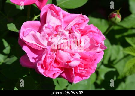 Bouton de rose ouvert après une forte pluie, s'est élevé dans des gouttes d'eau. Banque D'Images