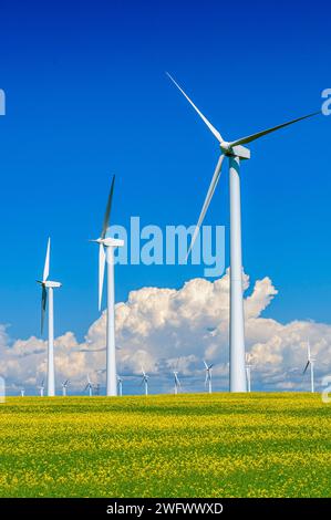 Rangées de grandes éoliennes blanches dans un champ de canola jaune mûrissant dans les Prairies canadiennes. Banque D'Images