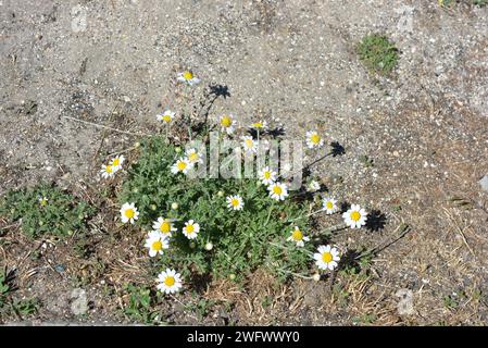 Plantes médicinales, fleurs sauvages d'Ukraine, petite camomille blanche, mayweed, Matricaria poussant non loin de chez nous. Banque D'Images