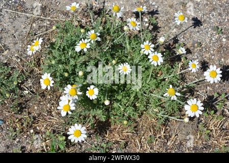 Plantes médicinales, fleurs sauvages d'Ukraine, petite camomille blanche, mayweed, Matricaria poussant non loin de chez nous. Banque D'Images