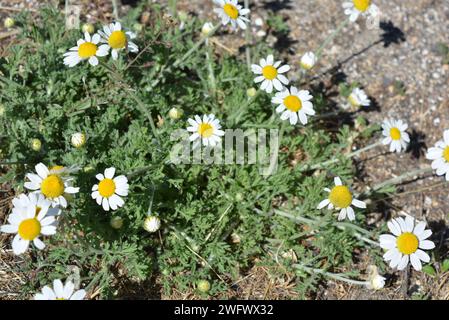 Plantes médicinales, fleurs sauvages d'Ukraine, petite camomille blanche, mayweed, Matricaria poussant non loin de chez nous. Banque D'Images