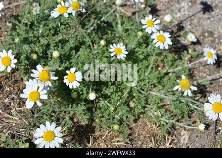 Plantes médicinales, fleurs sauvages d'Ukraine, petite camomille blanche, mayweed, Matricaria poussant non loin de chez nous. Banque D'Images