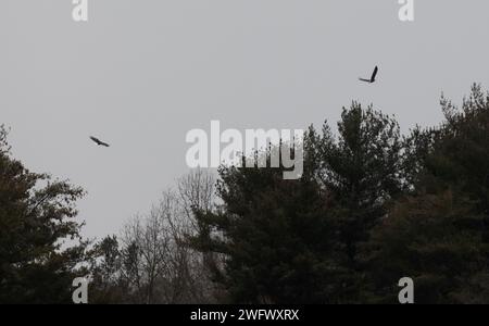 Plusieurs aigles à tête blanche volent au-dessus de la limite des arbres surplombant le lac de la rivière Shenango, Hermitage, Pennsylvanie, le 14 janvier 2024. L'Eaglefest du lac Shenango est un événement annuel célébrant le retour de l'aigle à tête blanche et promouvant la conservation de la faune. Initié par l'enthousiasme pour les observations d'aigle, l'événement, maintenant dans sa quatrième année, attire plus de 250 participants. Il met l'accent sur la sensibilisation à l'environnement, l'éducation du public et l'appréciation de la nature, surtout en hiver. Banque D'Images