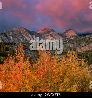 Dawn, Clearing Storm, Aspen, John Muir Wilderness, Inyo National Forest, Eastern Sierra, Californie Banque D'Images