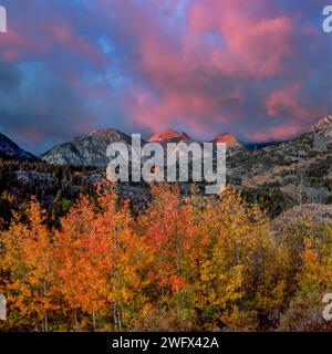 Lever du soleil, tempête éclairante, Aspen, Muir Wilderness, forêt nationale d'Inyo, Eastern Sierra, Californie Banque D'Images