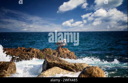 Pelican sur roche, dans la mer de Cortez, péninsule de Baha, Cabo San Lucas, Mexique Banque D'Images