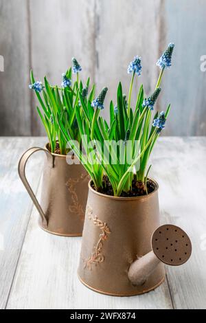 Fleurs de Muscari dans des arrosoirs. Décoration printanière Banque D'Images