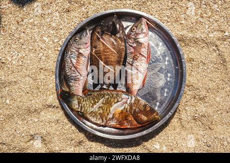 Le soleil brille sur les poissons de mer fraîchement pêchés sur une plaque d'acier à la plage - prêt pour le gril, vue d'en haut Banque D'Images