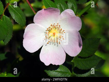 Gros plan d'une Rose de chien solitaire - Rosa canina en fleur. Sintra, Portugal. Banque D'Images