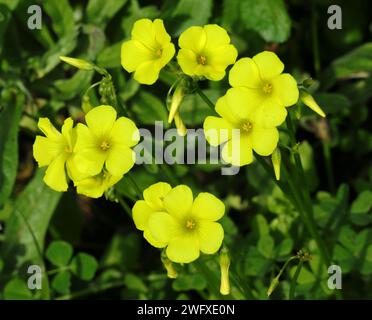 Ressort. Oxalidaceae. Sorelle de bois jaune - Oxalis pes-caprae en fleur. Aussi connu sous le nom de Yellow Shamrock ou Florida Buttercup (USA) Springtime - Portugal Banque D'Images