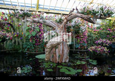 Londres, Royaume-Uni. 01 février 2024. Exposition du Festival des orchidées au Royal Botanic Gardens, Kew dans l'ouest de Londres. Cette année, le Festival annuel des orchidées de Kew Gardens célèbre la biodiversité de Madagascar avec des orchidées colorées et des centaines d'autres plantes tropicales disposées dans des expositions horticoles artisanales. Le festival se déroule au Conservatoire Princess of Wales entre le 3 février et le 3 mars 2024. Crédit : SOPA Images Limited/Alamy Live News Banque D'Images