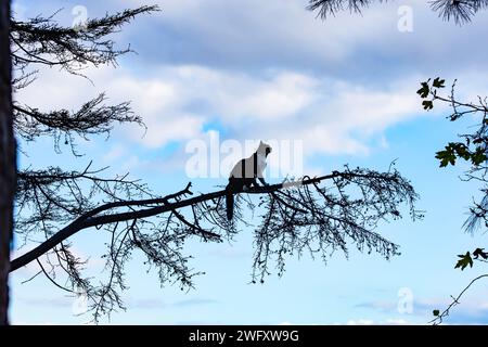 Chat pense que c'est un oiseau et grimpe les branches d'arbres Banque D'Images