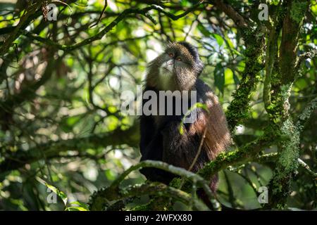 Singe doré dans le parc national de Mgahinga. Cercopithecus mitis kandti mange dans la forêt tropicale. Safari africain. Primate rare avec dos doré. Banque D'Images