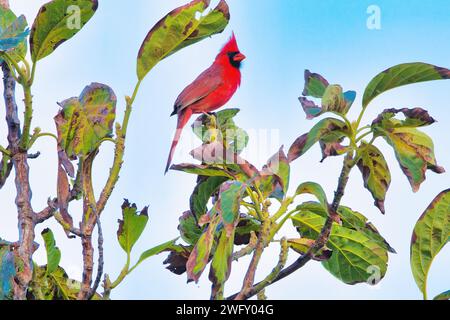 Cardinal rouge vif du nord perché au sommet d'un arbre. Banque D'Images