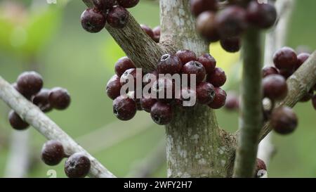 Le fruit du ficus sp. Ficus est un genre d'environ 850 espèces d'arbres ligneux, arbustes, vignes, épiphytes et hémiépiphytes de la famille des Moraceae. Banque D'Images