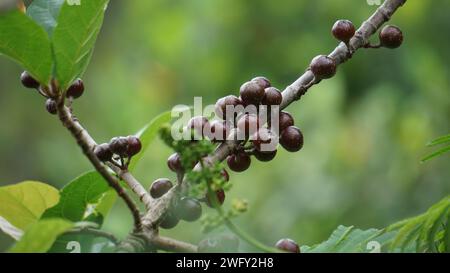 Le fruit du ficus sp. Ficus est un genre d'environ 850 espèces d'arbres ligneux, arbustes, vignes, épiphytes et hémiépiphytes de la famille des Moraceae. Banque D'Images