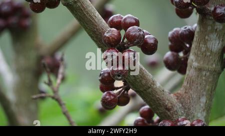 Le fruit du ficus sp. Ficus est un genre d'environ 850 espèces d'arbres ligneux, arbustes, vignes, épiphytes et hémiépiphytes de la famille des Moraceae. Banque D'Images