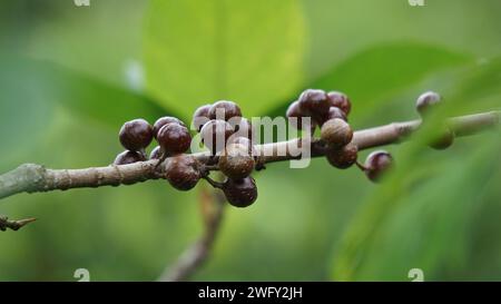 Le fruit du ficus sp. Ficus est un genre d'environ 850 espèces d'arbres ligneux, arbustes, vignes, épiphytes et hémiépiphytes de la famille des Moraceae. Banque D'Images