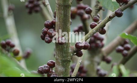 Le fruit du ficus sp. Ficus est un genre d'environ 850 espèces d'arbres ligneux, arbustes, vignes, épiphytes et hémiépiphytes de la famille des Moraceae. Banque D'Images