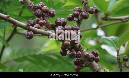 Le fruit du ficus sp. Ficus est un genre d'environ 850 espèces d'arbres ligneux, arbustes, vignes, épiphytes et hémiépiphytes de la famille des Moraceae. Banque D'Images