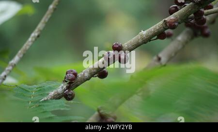 Le fruit du ficus sp. Ficus est un genre d'environ 850 espèces d'arbres ligneux, arbustes, vignes, épiphytes et hémiépiphytes de la famille des Moraceae. Banque D'Images