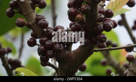 Le fruit du ficus sp. Ficus est un genre d'environ 850 espèces d'arbres ligneux, arbustes, vignes, épiphytes et hémiépiphytes de la famille des Moraceae. Banque D'Images