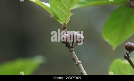 Le fruit du ficus sp. Ficus est un genre d'environ 850 espèces d'arbres ligneux, arbustes, vignes, épiphytes et hémiépiphytes de la famille des Moraceae. Banque D'Images