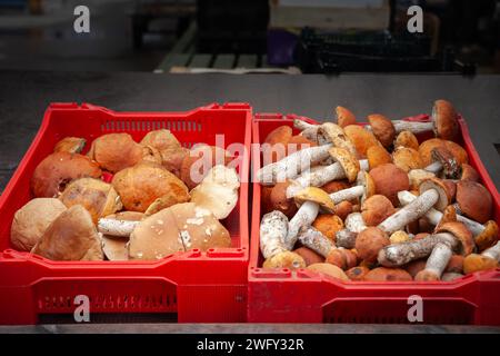 Photo de champignons porcini à vendre à Riga, Lativa. Boletus edulis est un champignon basidiomycète, et l'espèce type du genre Boletus. Largement dis Banque D'Images