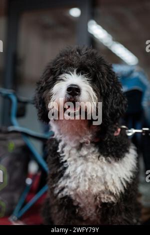 Portrait d'un chien Havanais noir et blanc dans un salon de toilettage Banque D'Images