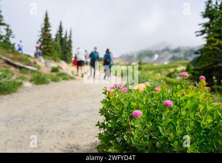 Fleurs sauvages Rosy Spirea au parc national du Mont Rainier. Personnes méconnaissables ransant Skyline Loop Trail. État de Washington. Banque D'Images