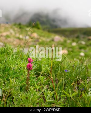 Pinceau magenta Wildflower le long du Skyline Loop Trail. Parc national du Mont Rainier. État de Washington. Format vertical. Banque D'Images