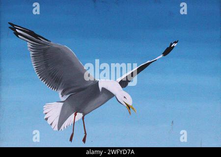 Une mouette attend pour voler de la nourriture à un touriste crédule, créé pour le projet Plymouth Selfie Wall par l'artiste locale Mrs Murals (Ellie Johnson). Banque D'Images