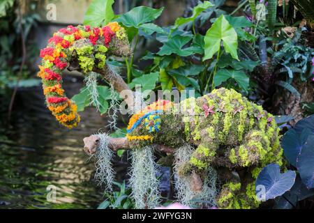 Londres, Royaume-Uni. 2 février 2024. Des orchidées sont photographiées avant le Festival des orchidées à Kew Gardens à Londres, en Grande-Bretagne, le 1 février 2024. Le festival sera ouvert au public du 3 février au 3 mars. Crédit : Xinhua/Alamy Live News Banque D'Images